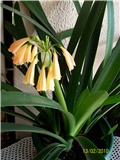 klivija - lat. Clivia miniata